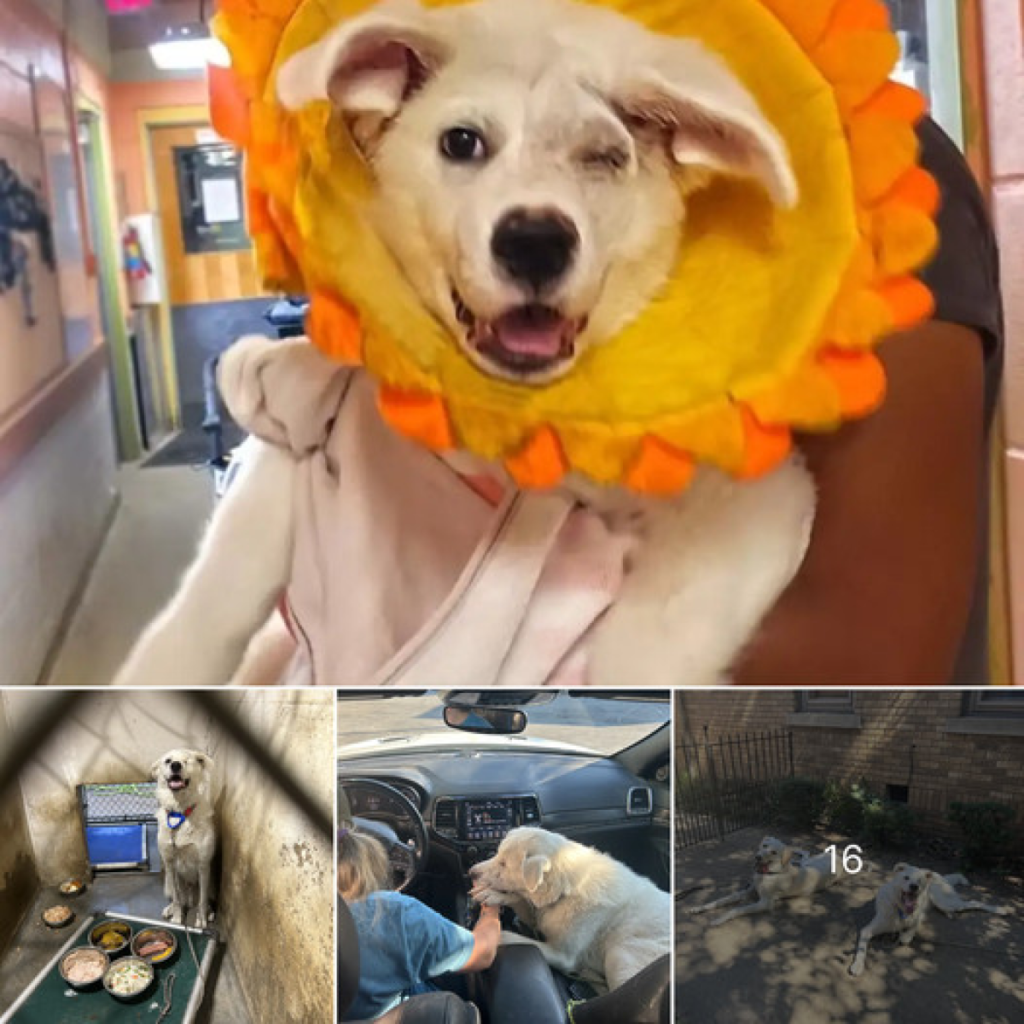 Discover This Puppy’s Incredible Journey: From His First Day in the Shelter to 432 Days Waiting for a Home Español: Descubre el -dtht