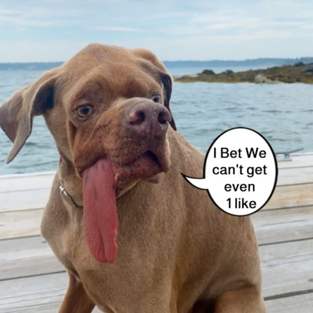 Dog abandoned on beach finds his forever family – and fame!dvh