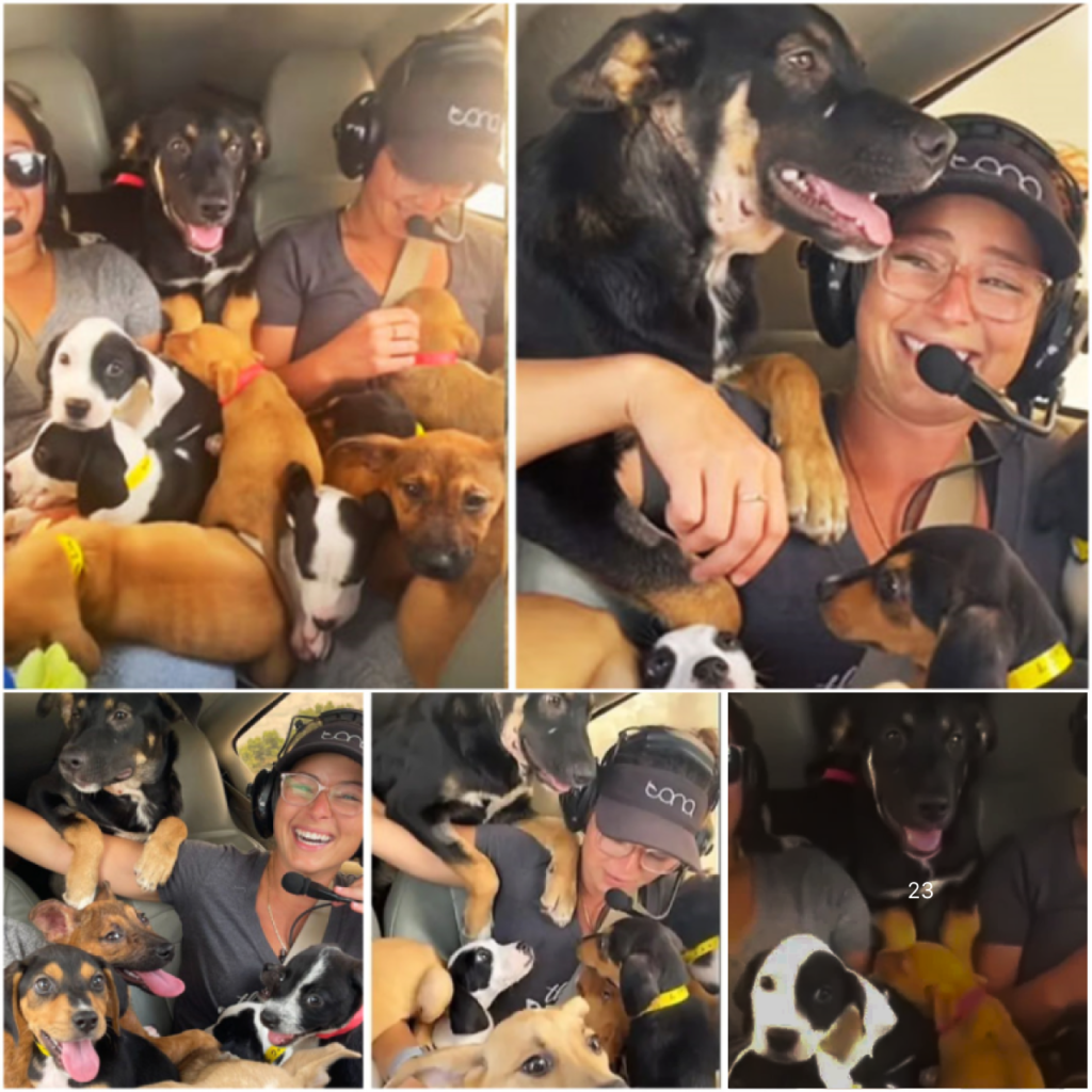 Dog lovers organize a daring rescue mission, airlifting 27 puppies to safety and sparing them from euthanasia-pvth