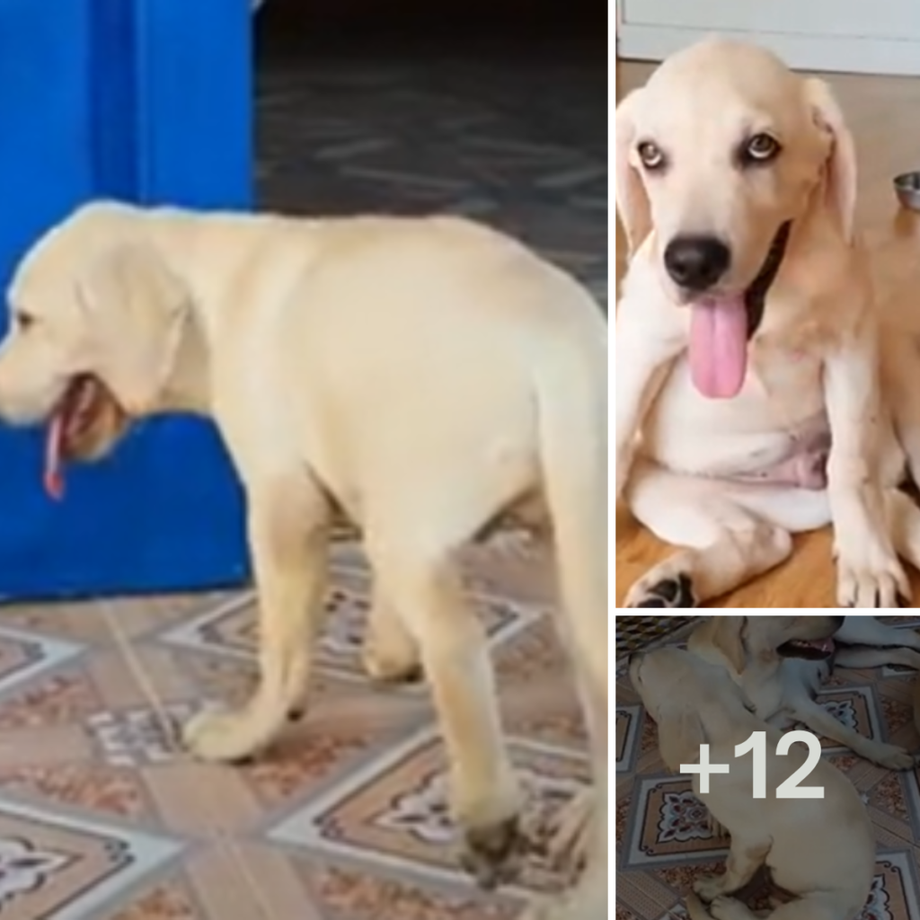 Due to its owner's careful training, this puppy is both obedient and intelligent.anhxuan