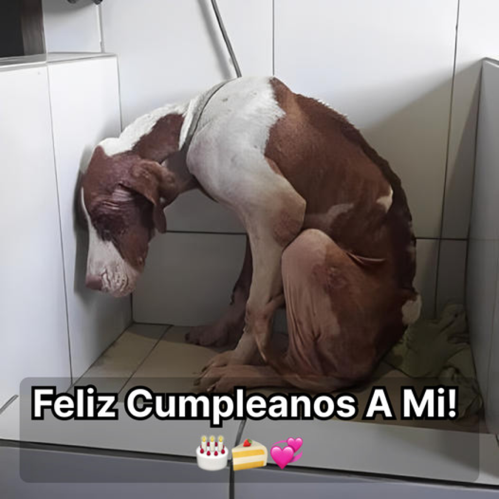 Dulce cachorro abandonado cerca de una carretera luchó por sobrevivir hasta que conoció a sus maravillosos rescatadores.dvh