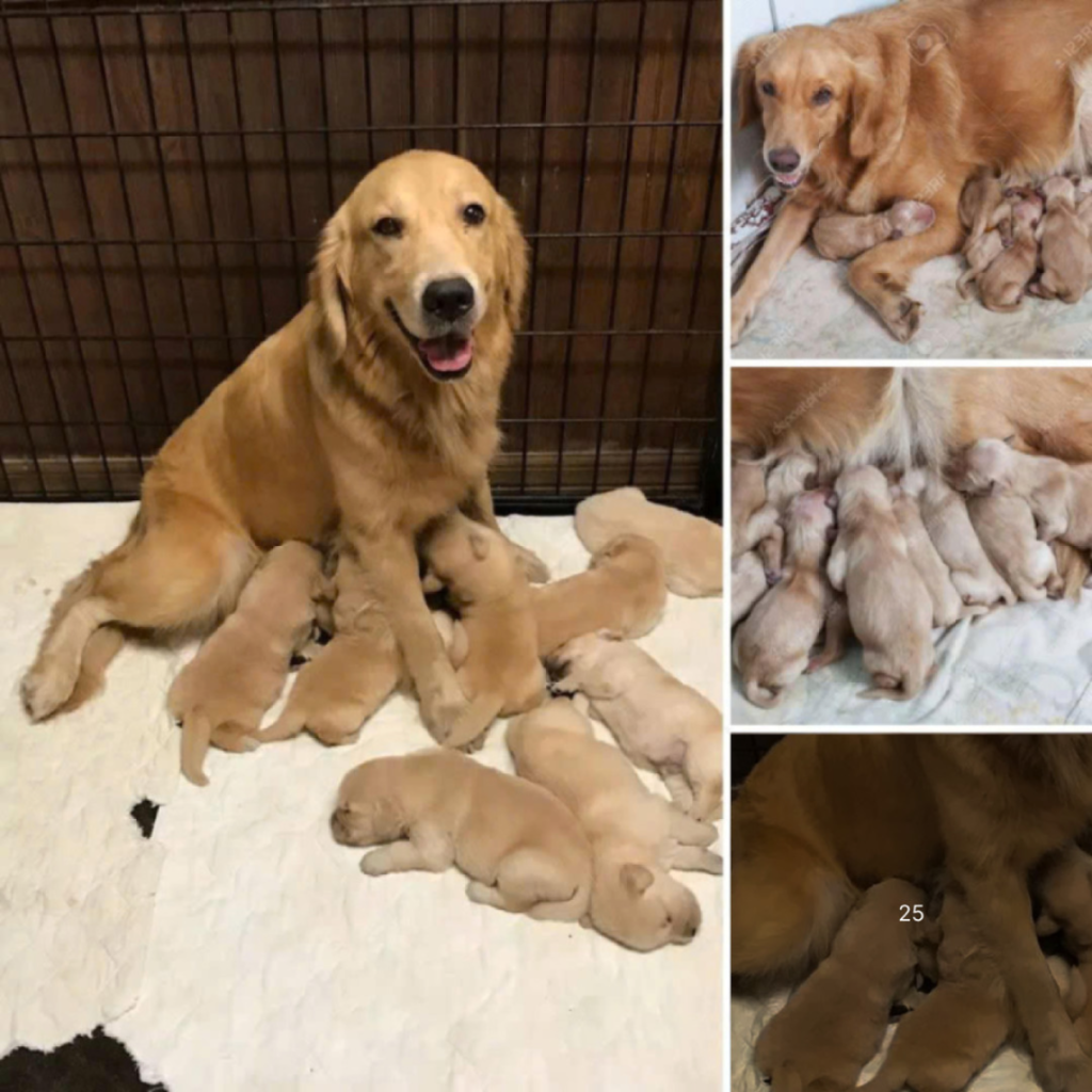 Eight Charming Puppies with Unique, Rainbow-Hued Fur Bring Bright New Beginnings-pvth