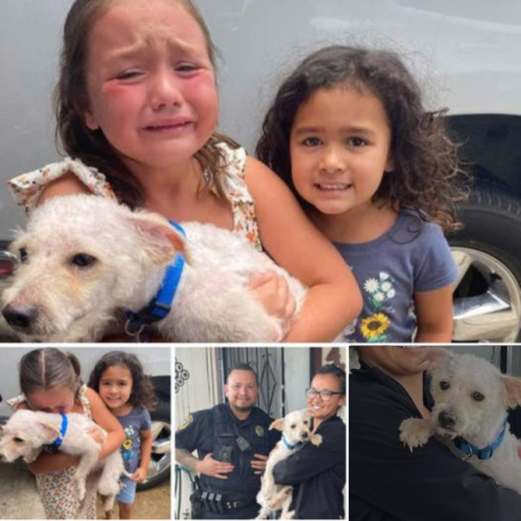 El momento en que el niño entró a la casa después de la escuela, los ojos de su perro brillaron con una extraña emoción—como si supiera un secreto que lo cambiaría todo.-dtht
