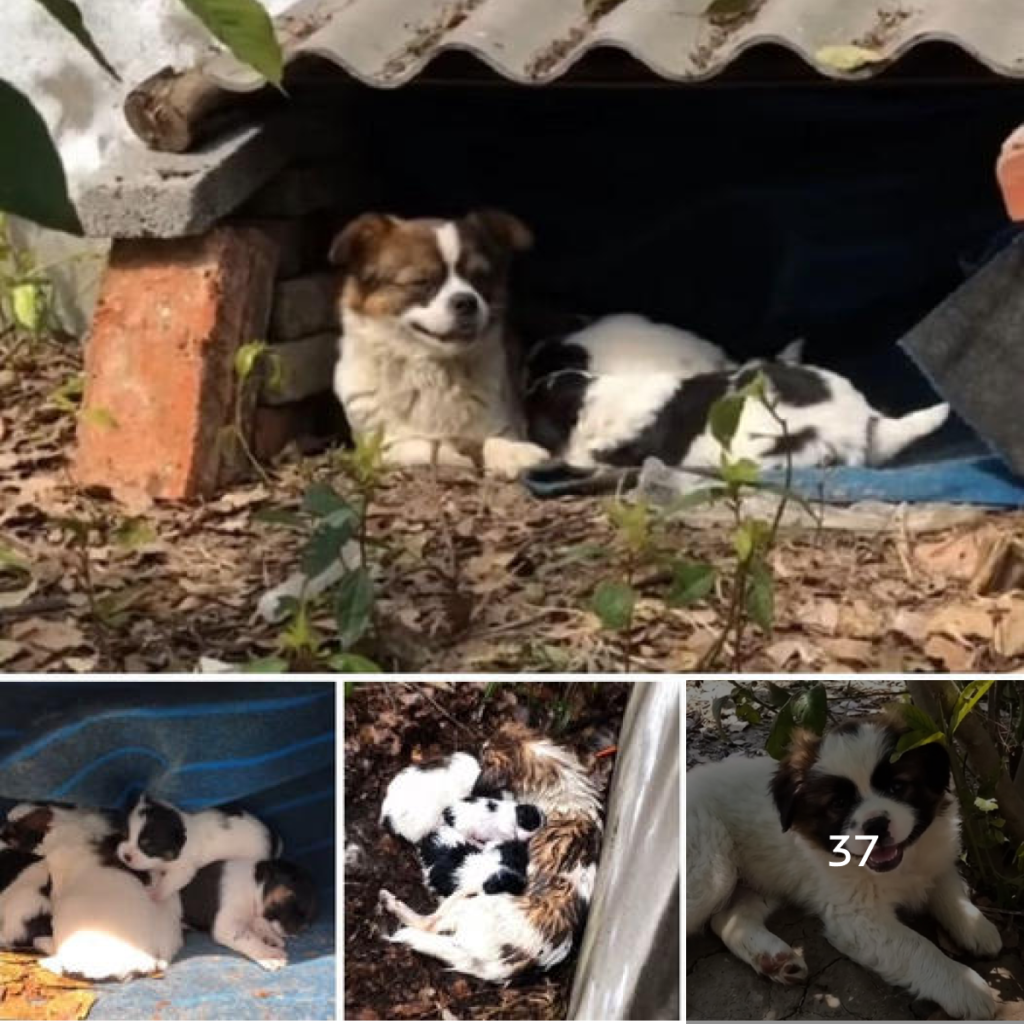 Heartbreaking sight! A trembling mother dog clutches her puppy tightly to her chest, struggling to keep it warm as the storm rages on.-dtht