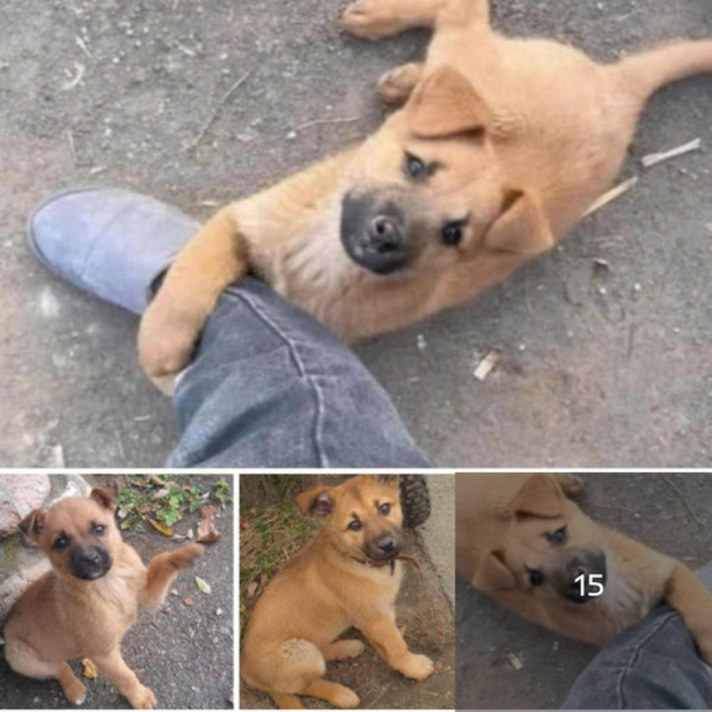 How a Homeless Dog’s Simple Act Inspired Millions to Rediscover Kindness.-dtht
