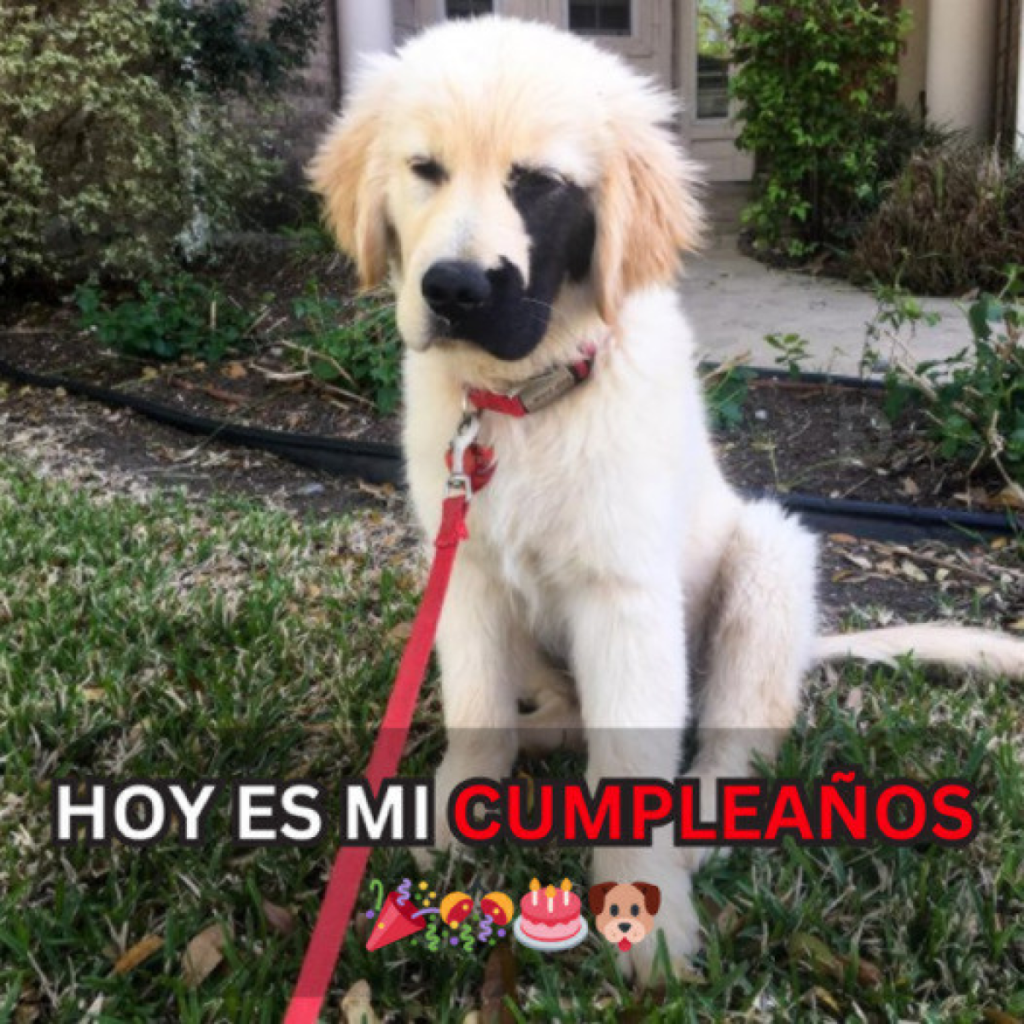 Hoy es mi cumpleaños, pero a medida que pasan las horas sin recibir un solo deseo, una tristeza silenciosa invade mi corazón. -dtht