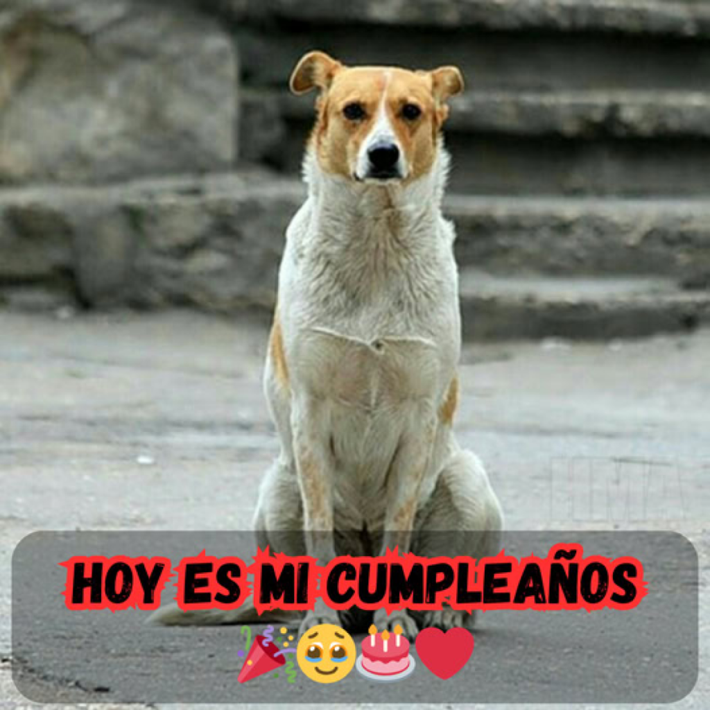 Hoy es mi cumpleaños, pero el día se siente incompleto mientras espero un deseo que no ha llegado. -dtht