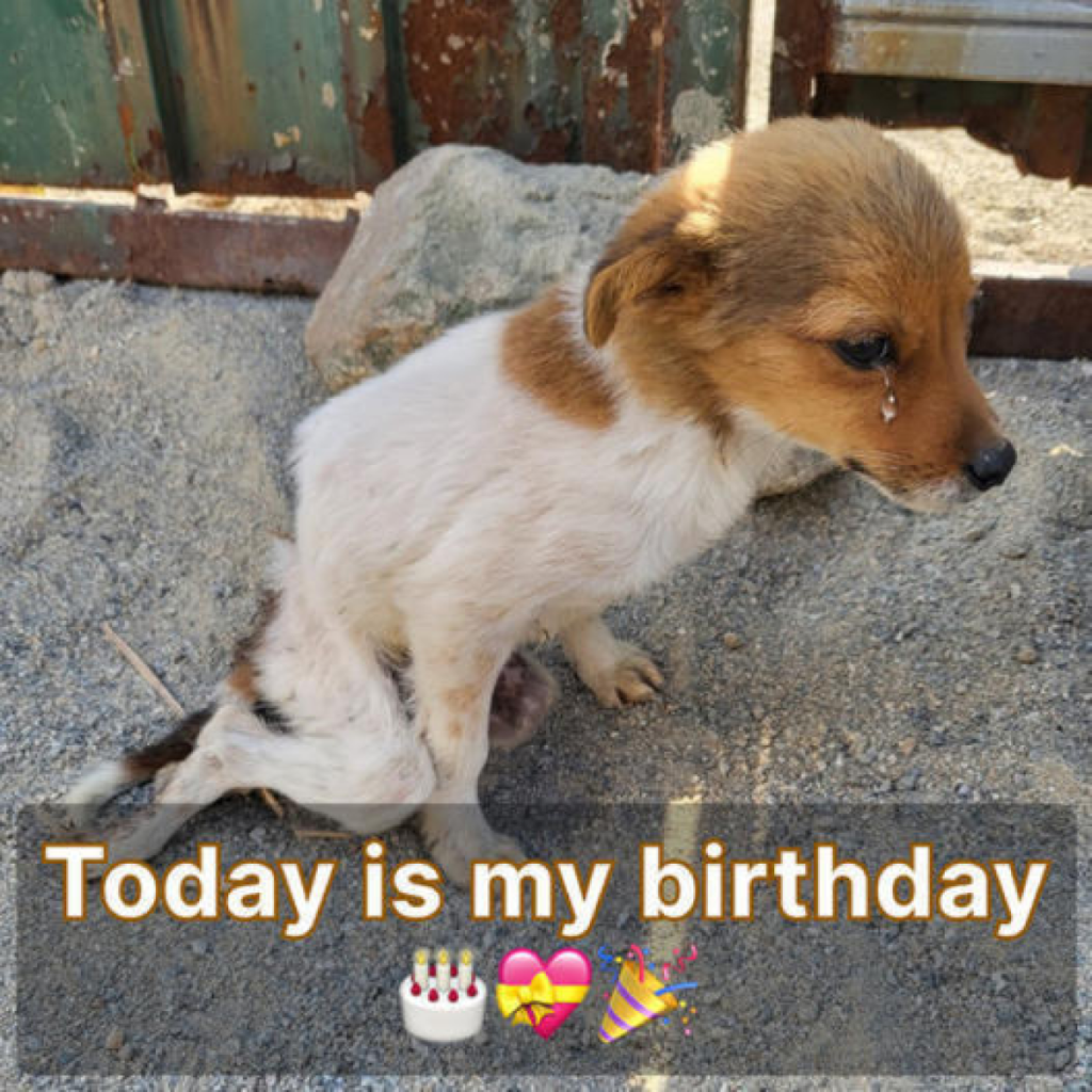 Hoy es mi cumpleaños pero hasta ahora no he recibido ningún deseo. Eso me pone tan triste -dtht