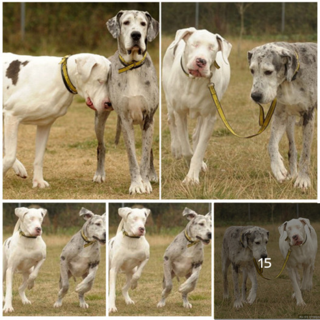 Introducing Lily, a blind Great Dane, and her devoted guide dog—side by side, they embody an inspiring friendship that redefines loyalty and strength -ltbl