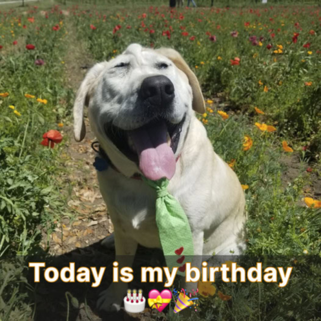 It’s my birthday, and I keep hoping for a wish to brighten my day, but none have come yet. -dtht