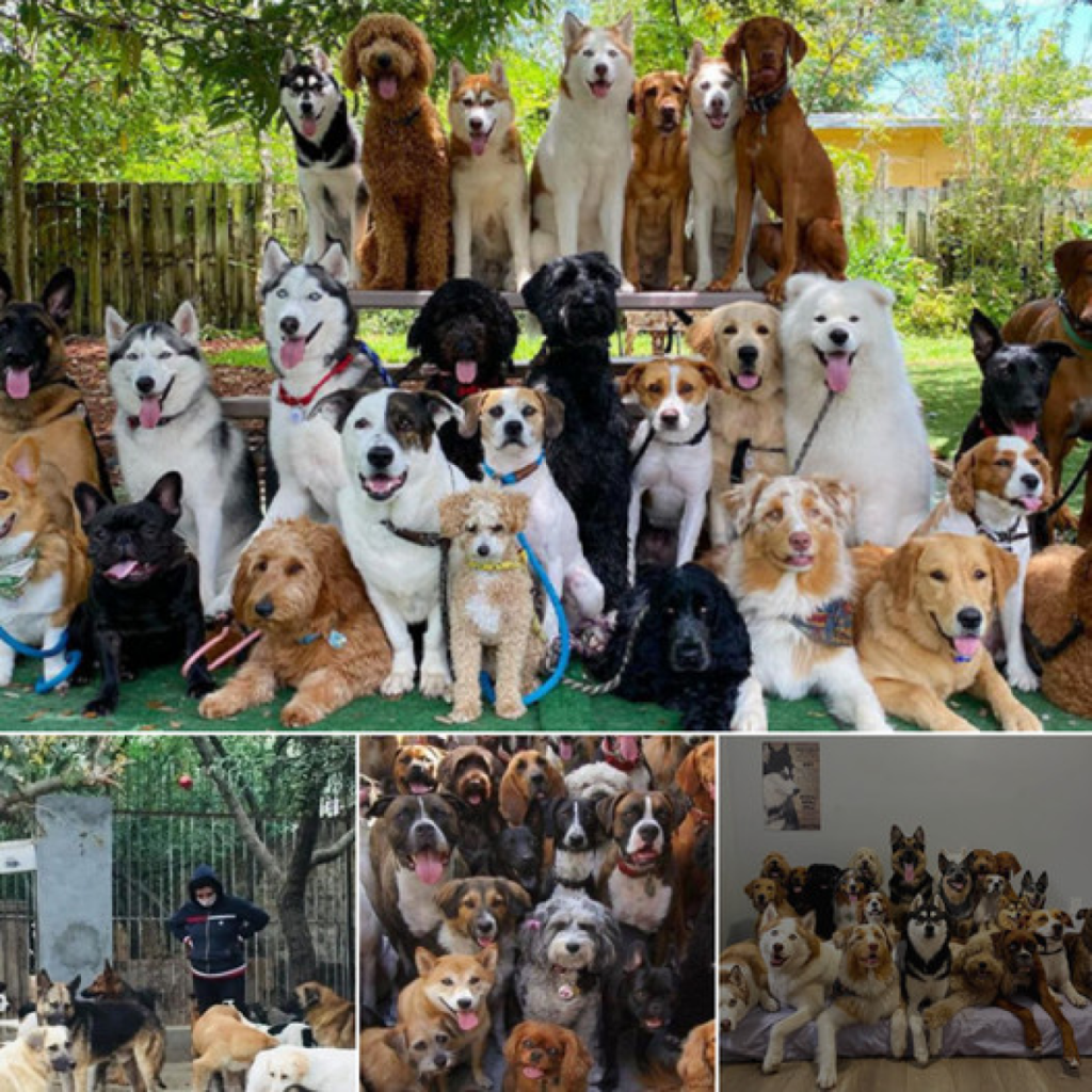 La incansable misión de un hombre para salvar a perros olvidados al borde de la desesperación—descubre la emotiva historia que transformó su tristeza en una vida llena de amor y compañía. -dtht