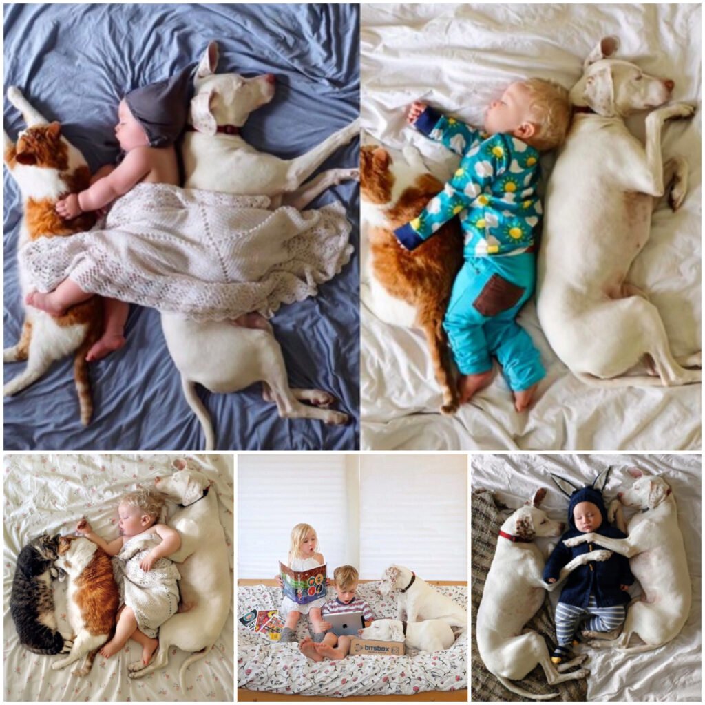 Once abused by his owner, this dog found a second chance with a loving family, where a kind-hearted child now offers him the comfort and love he always deserved -ltbl