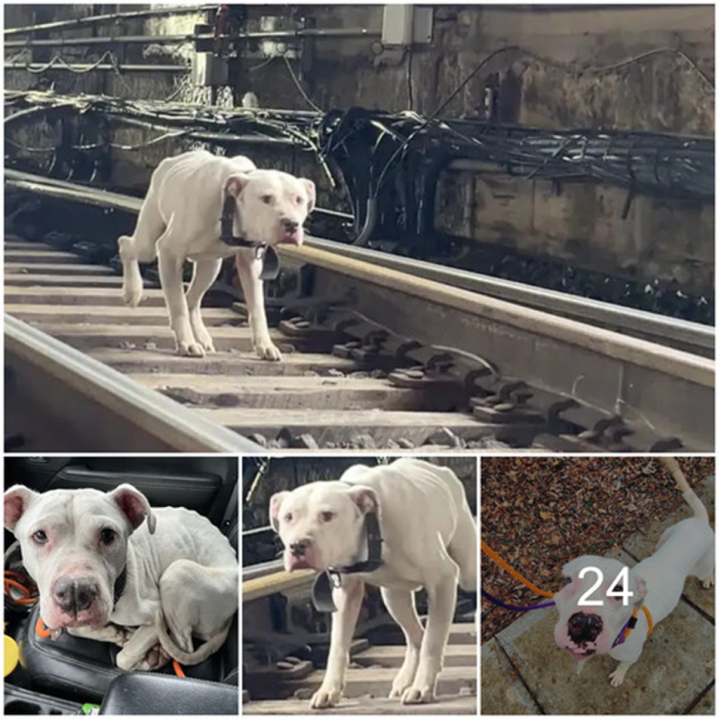 Perro callejero desafía el peligro en las vías del tren, anhelando un rescate.dvh