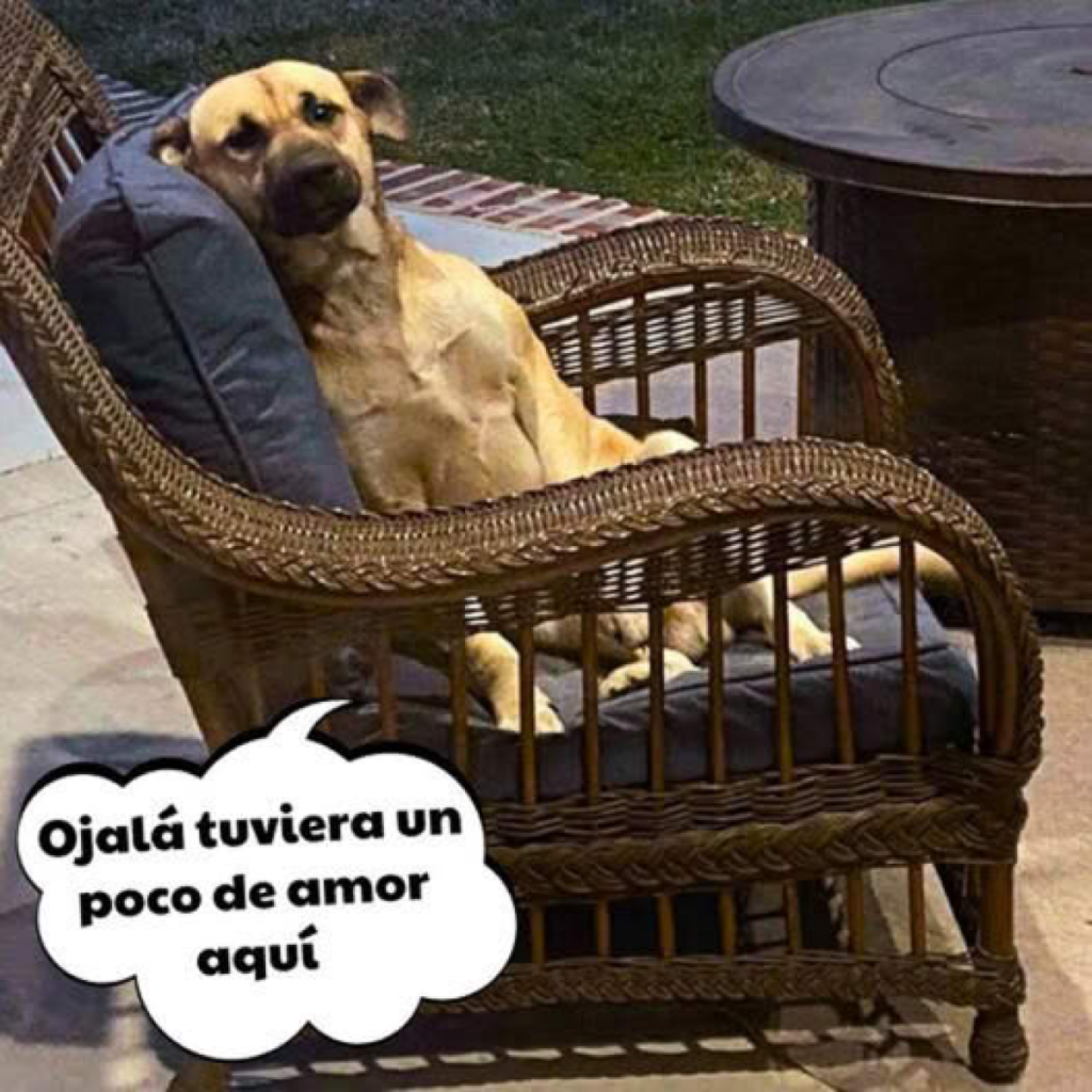 Perros y personas sin hogar : uп vínculo único y conmovedor.dvh