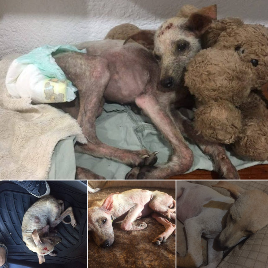 Rescatado de las sombras con cicatrices del pasado, encontró una segunda oportunidad de amor y calidez. Un recordatorio de resiliencia y esperanza.-dtht