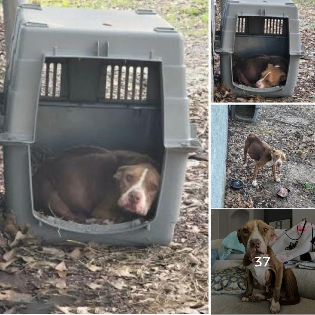 Rescatistas encuentran a un gato de familia atrapado en una jaula estrecha—había comido lo que podía para sobrevivir, su condición era peor de lo que nadie imaginaba, y solo quedaba una esperanza de tratamiento-dtht