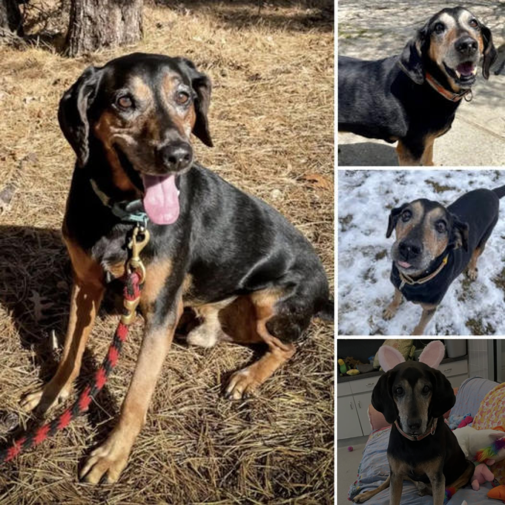 Senior Shelter Dog Marks Over 1,700 Days Waiting for a Family to Finally Bring Him Home.-dtht