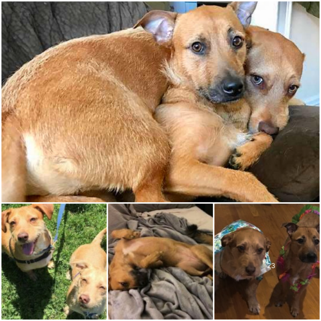 Shelter-Adopted Dog Forms a Bond with Its Lookalike, Creating a Heartwarming Moment for the Family-ltbl