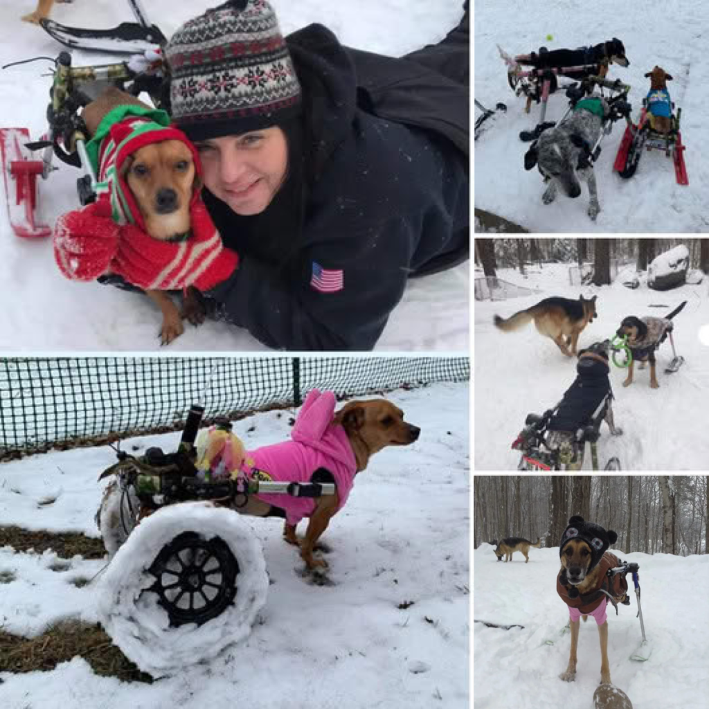 Six abandoned dogs left in the freezing snow have found warmth and joy in her loving home, where they now thrive under her tender and compassionate care -ltbl