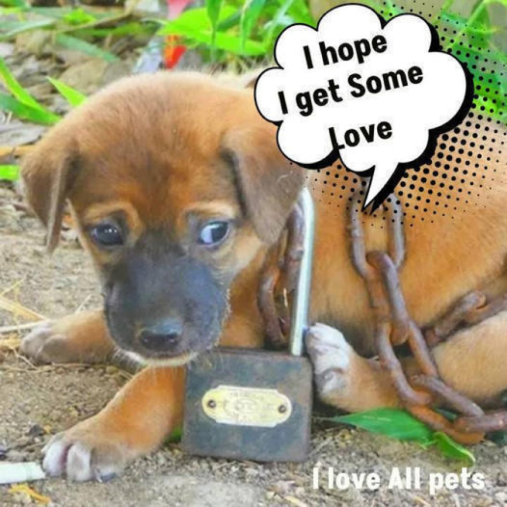 Small Puppy, Bound with Oversized Chain, Discovered Deserted by Ancient Hut.dvh