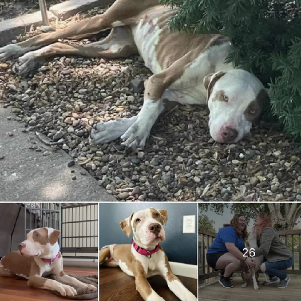 Starving and Abandoned, This Stray Dog Had Given Up — Until a Single Act of Kindness Transformed Her Life.-dtht