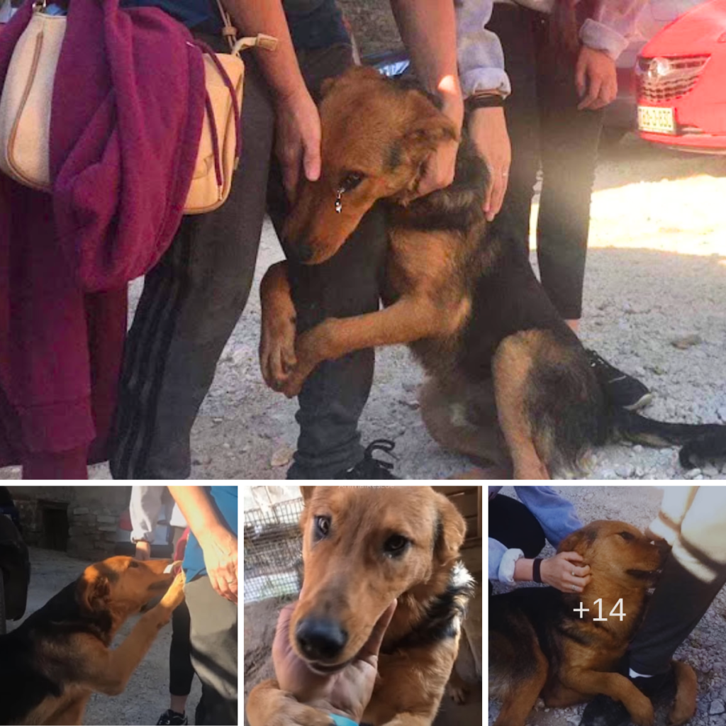 The abandoned dog gazed longingly at passersby, yearning for their affection and desperately hoping they wouldn’t leave him alone on the street.thaolv