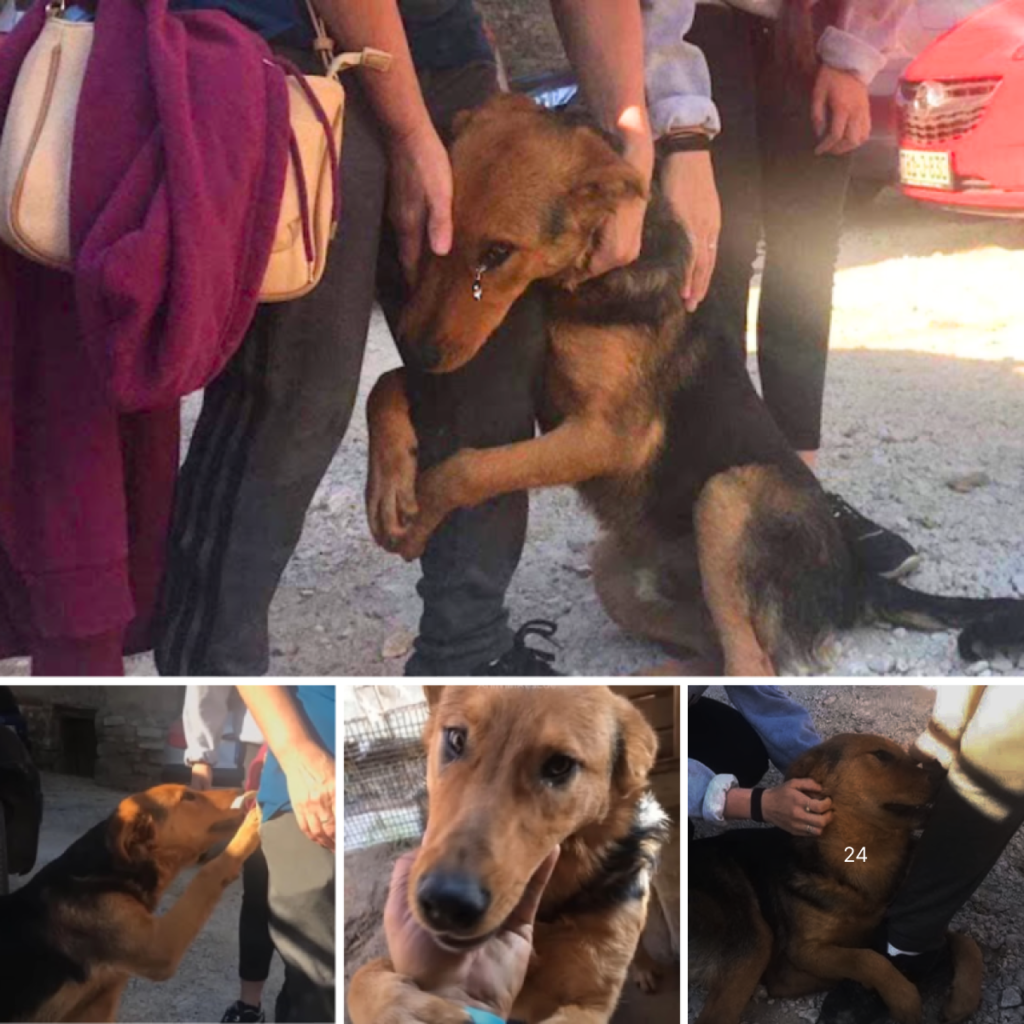 The abandoned dog looked longingly at passersby, yearning for their affection and desperately hoping they wouldn’t leave him alone on the street-pvth