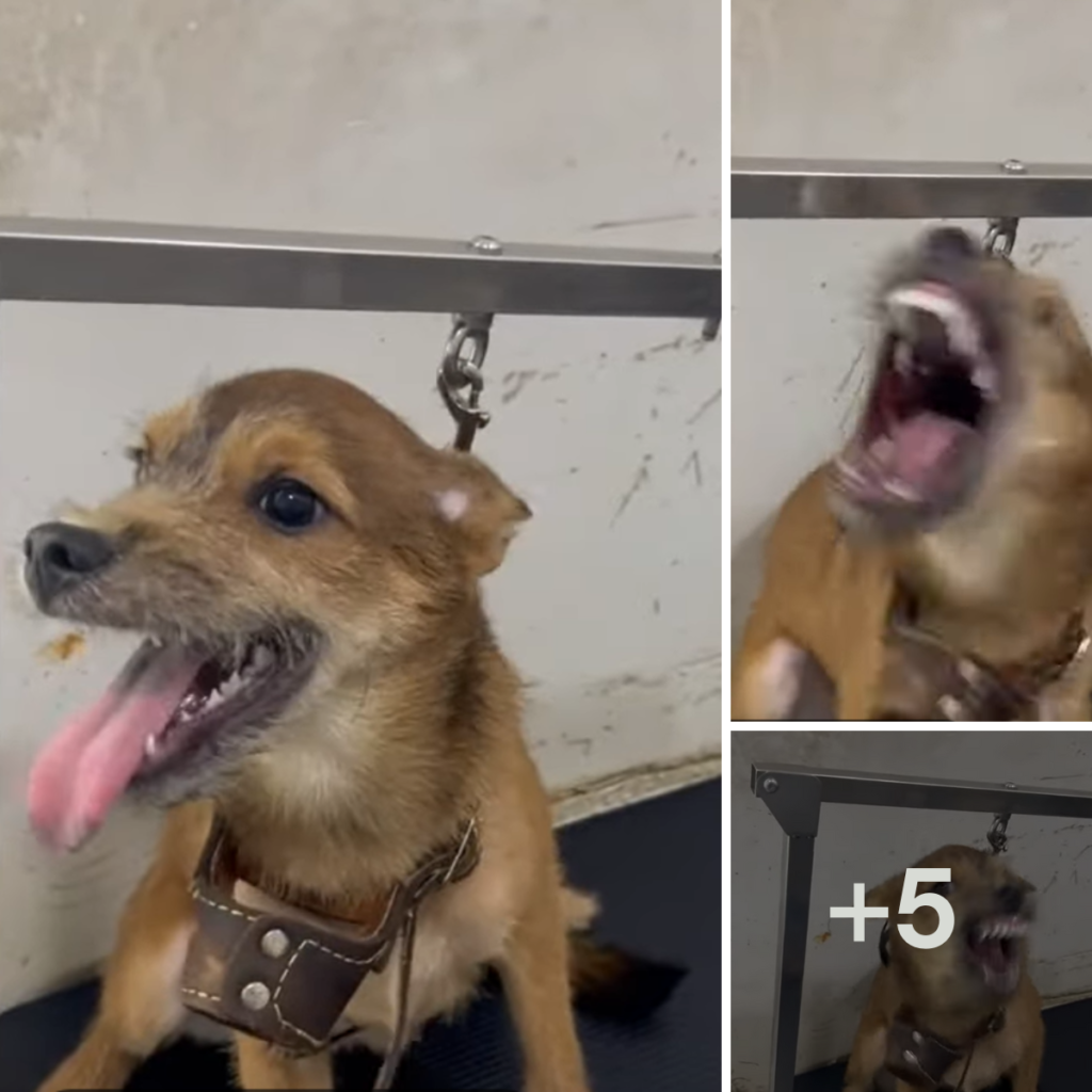 The angry dog is restrained by a metal frame and wearing a harness.anhxuan