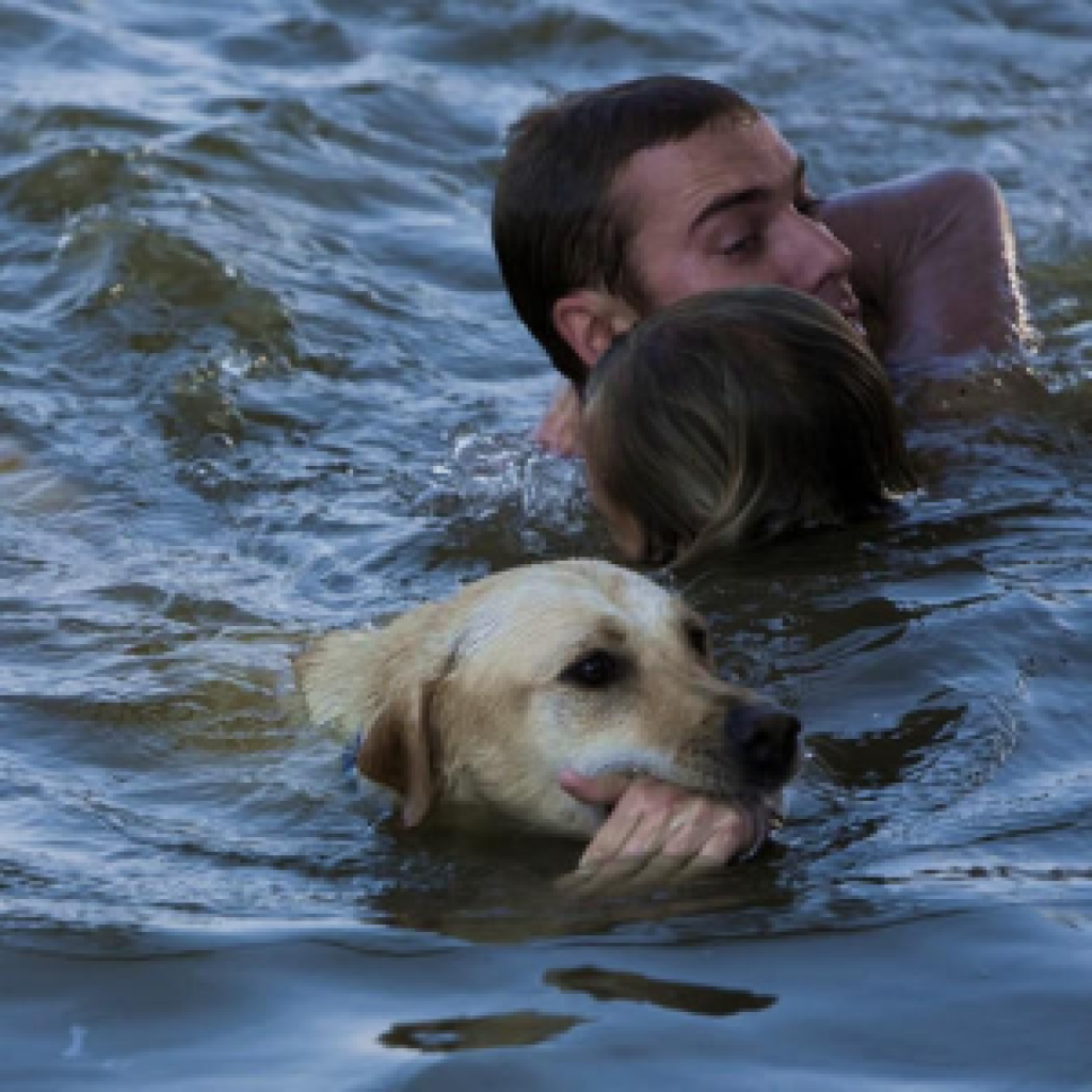 The courageous dog plunged into the turbulent river without a second thought, rescuing its owner and earning the title of a beloved local hero-pvth
