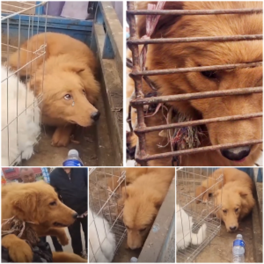 The dog's sorrowful eyes, still fixed on the cage as it quietly whimpers even after being rescued, tell a heartbreaking story of the lingering pain from its past-pvth