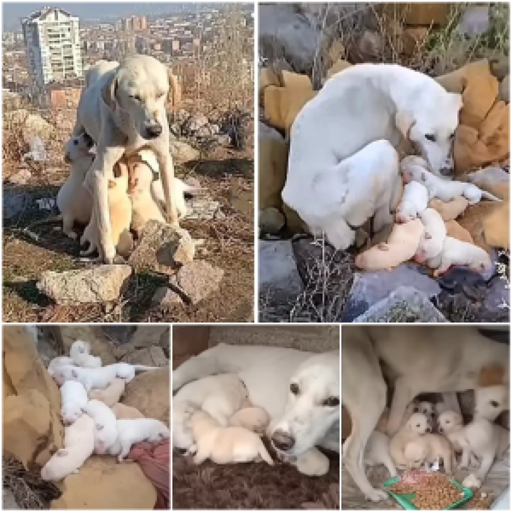 The emaciated mother dog endured weeks without food to provide milk for her pups, until a kind-hearted owner stepped in to care for them all-pvth