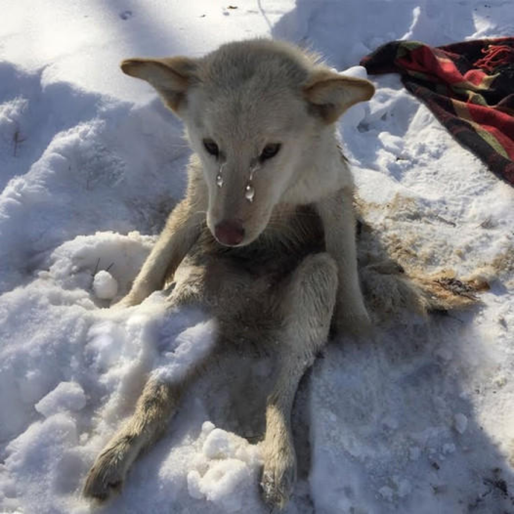 The heartrending cries of a dog stranded in the snow for days, tormented by parasites, touched millions of hearts worldwide.dvh