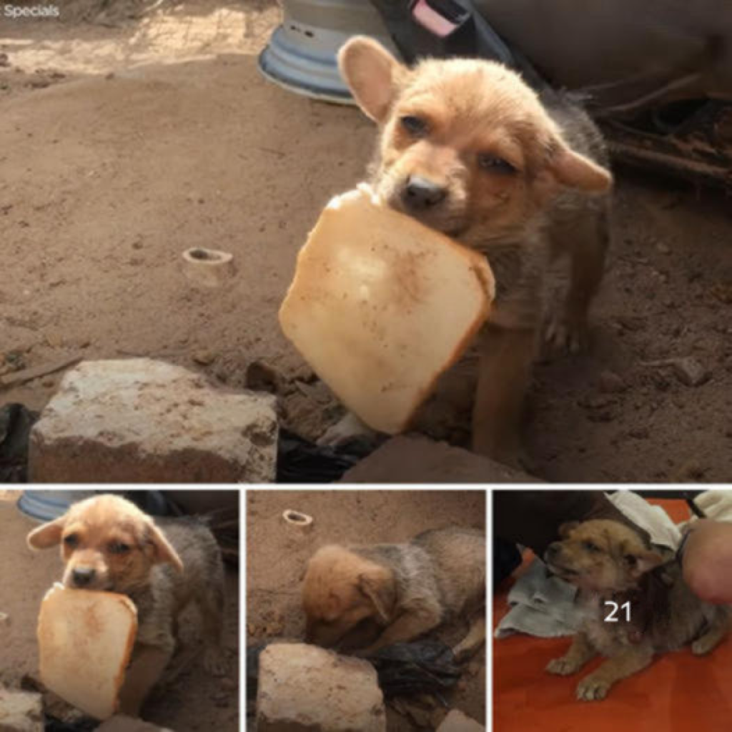 The hungry dog ​​cried with joy when he received food-pvth