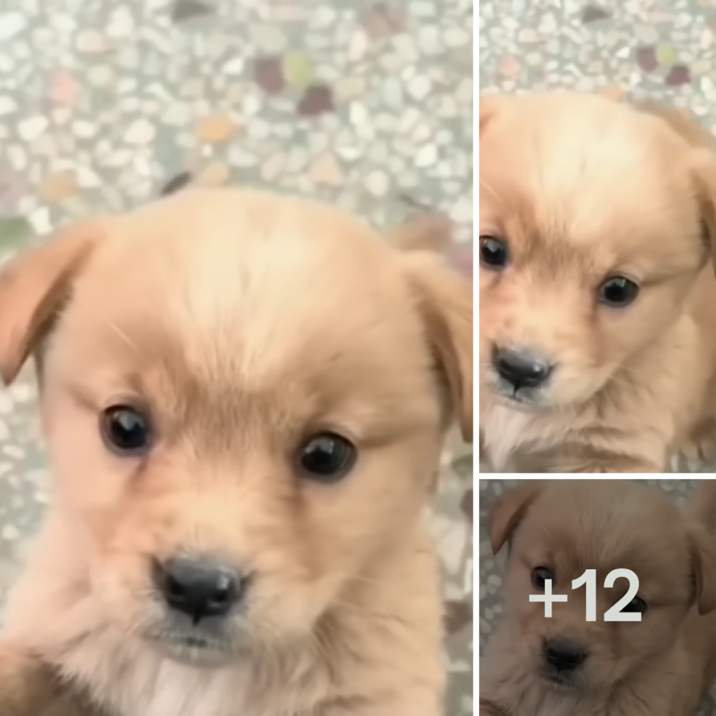 The owner has trained this puppy so well that it is highly obedient and intelligent.anhxuan
