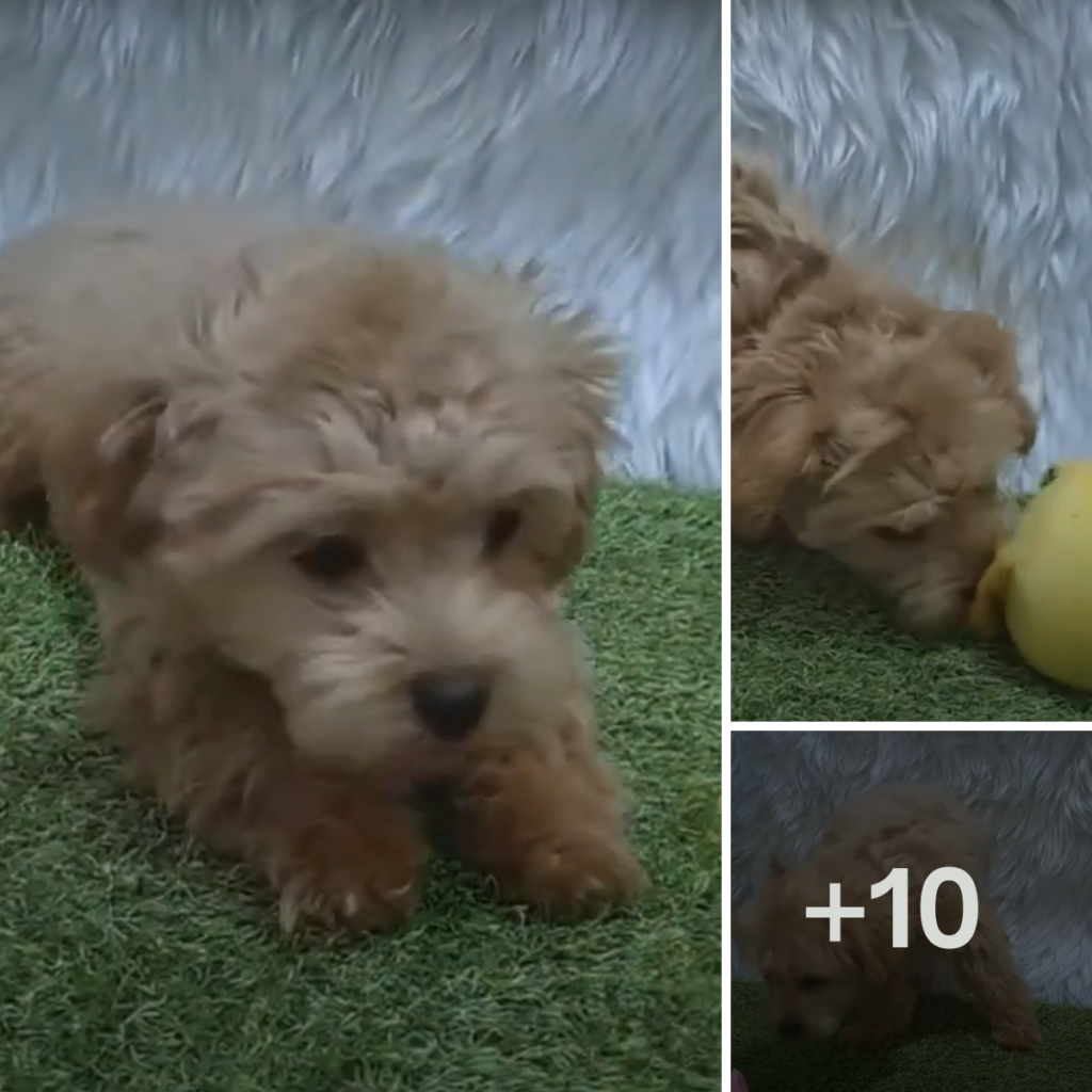 This brown dog is sitting on an artificial grass mat, holding a yellow ball with its mouth, while a white rug is in the background.anhxuan