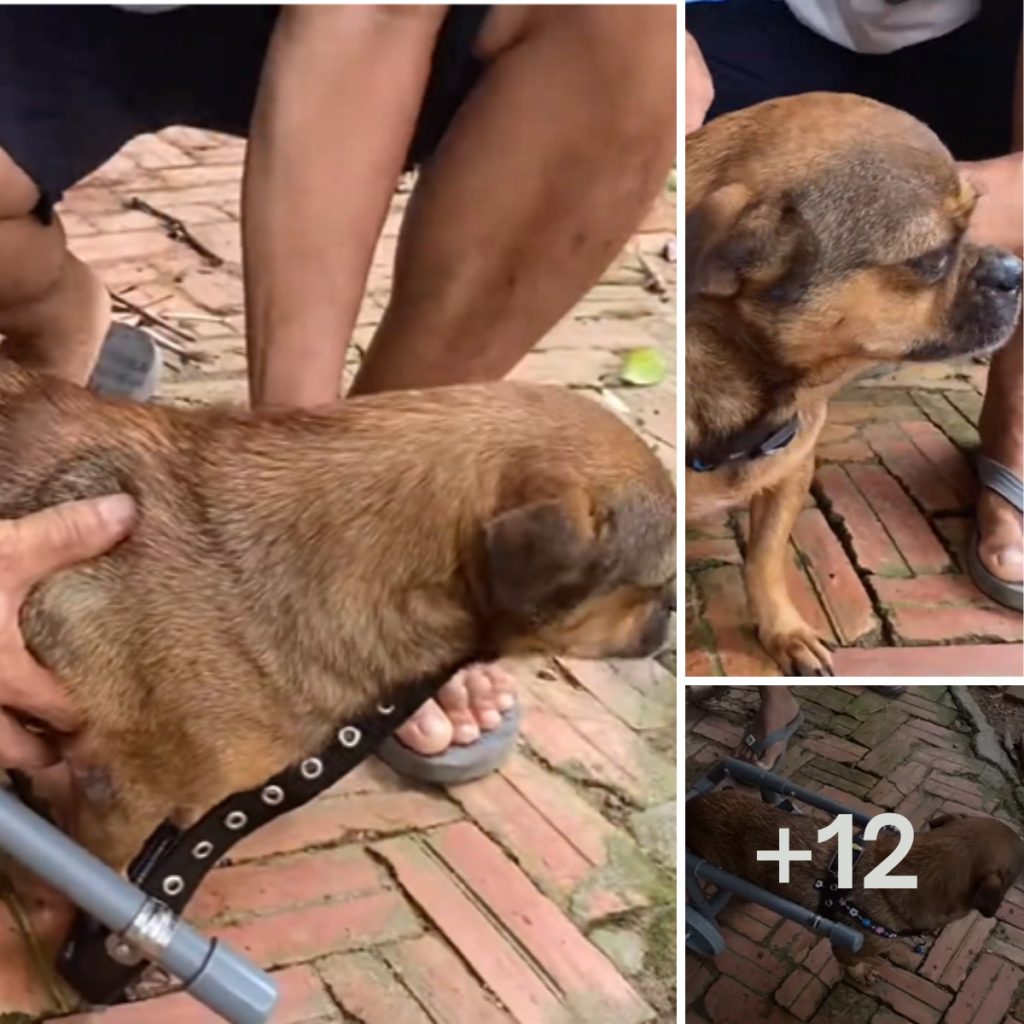This puppy is extremely obedient and smart, thanks to its owner's thorough training.anhxuan