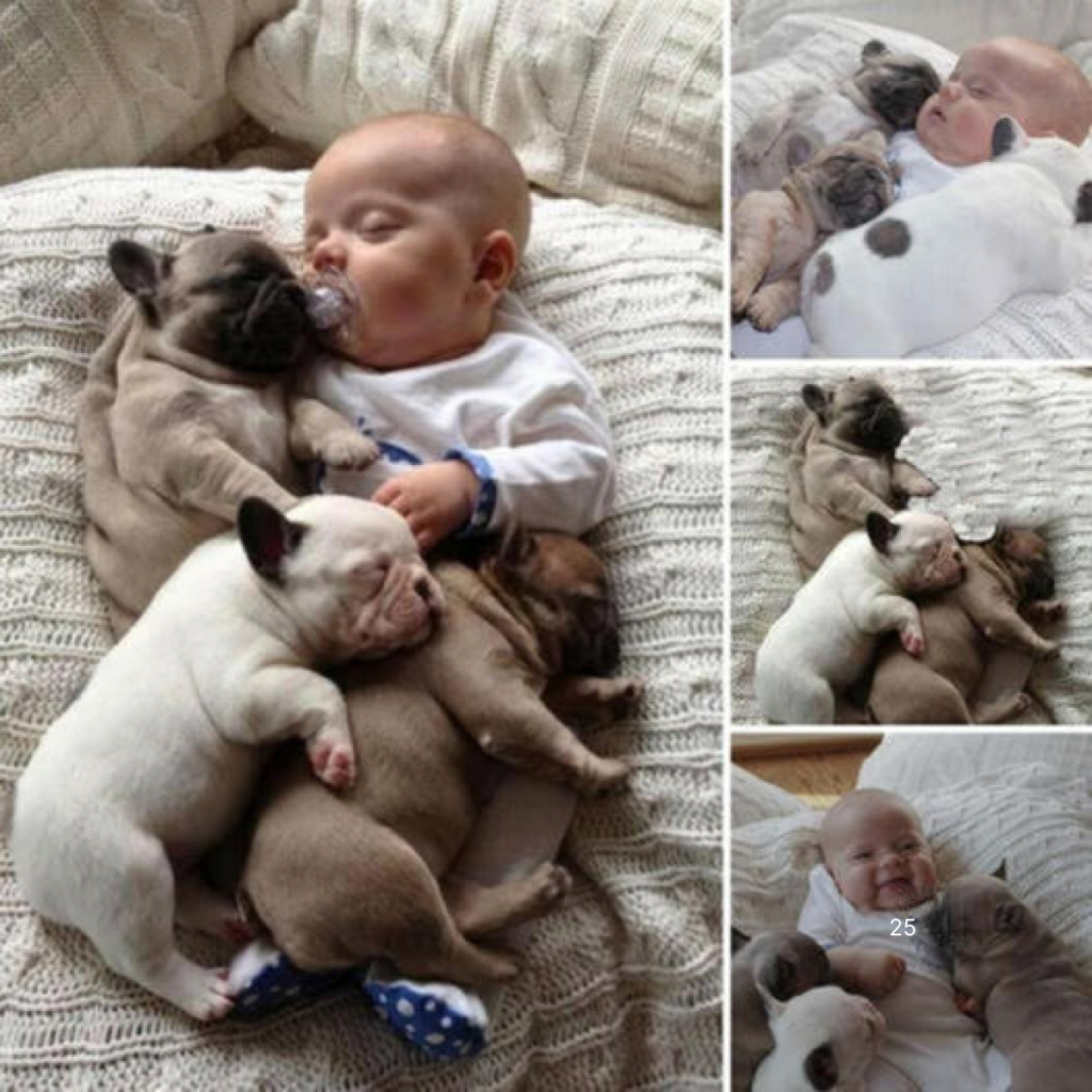 Three puppies and a baby share a heartwarming moment that captures hearts worldwide-pvth