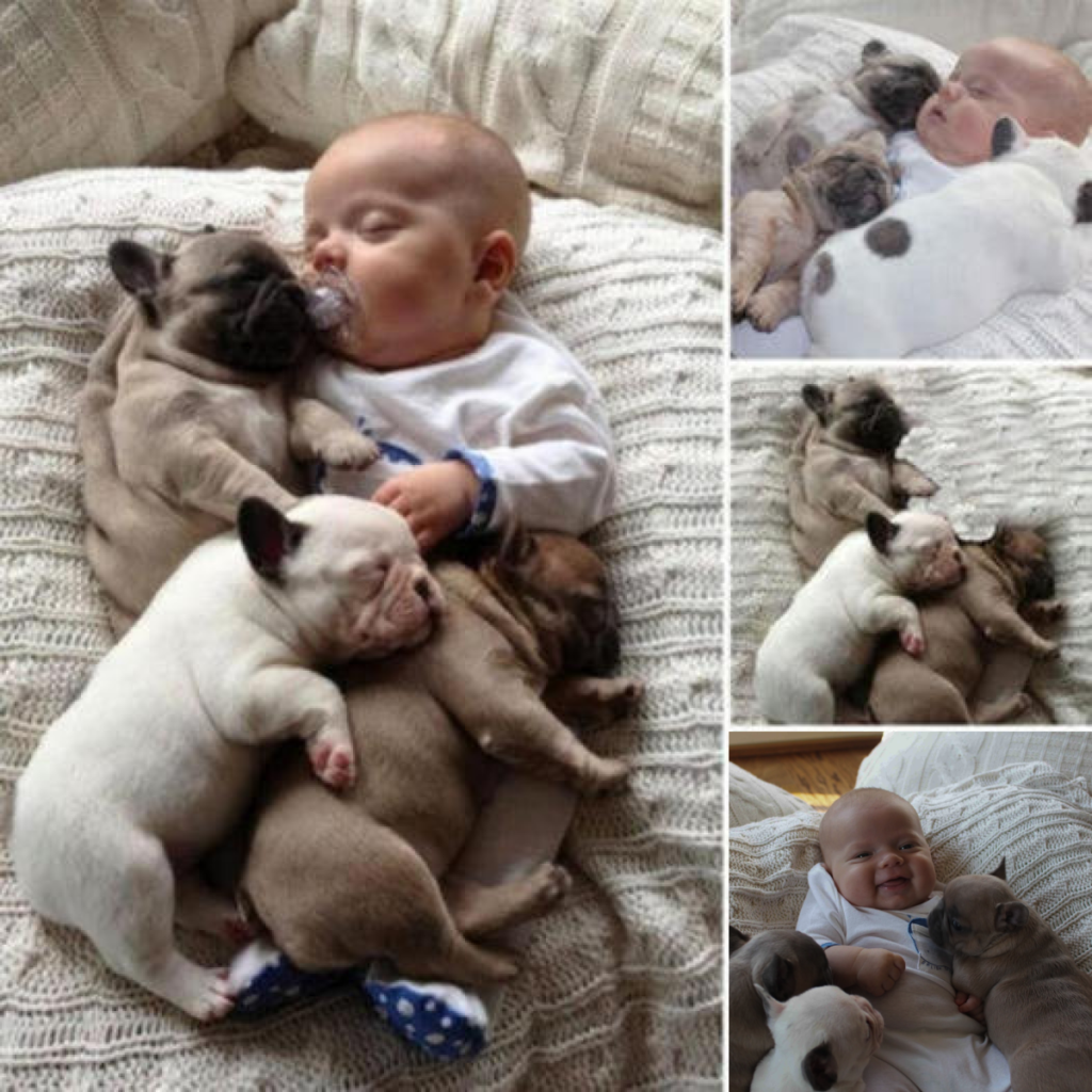 Three puppies and a baby share a touching moment that melts hearts around the globe -ltbl