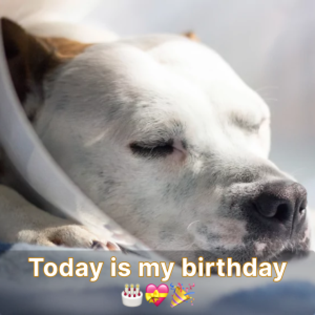Today is my birthday, I feel lonely because I haven't received any birthday wishes yet-pvth