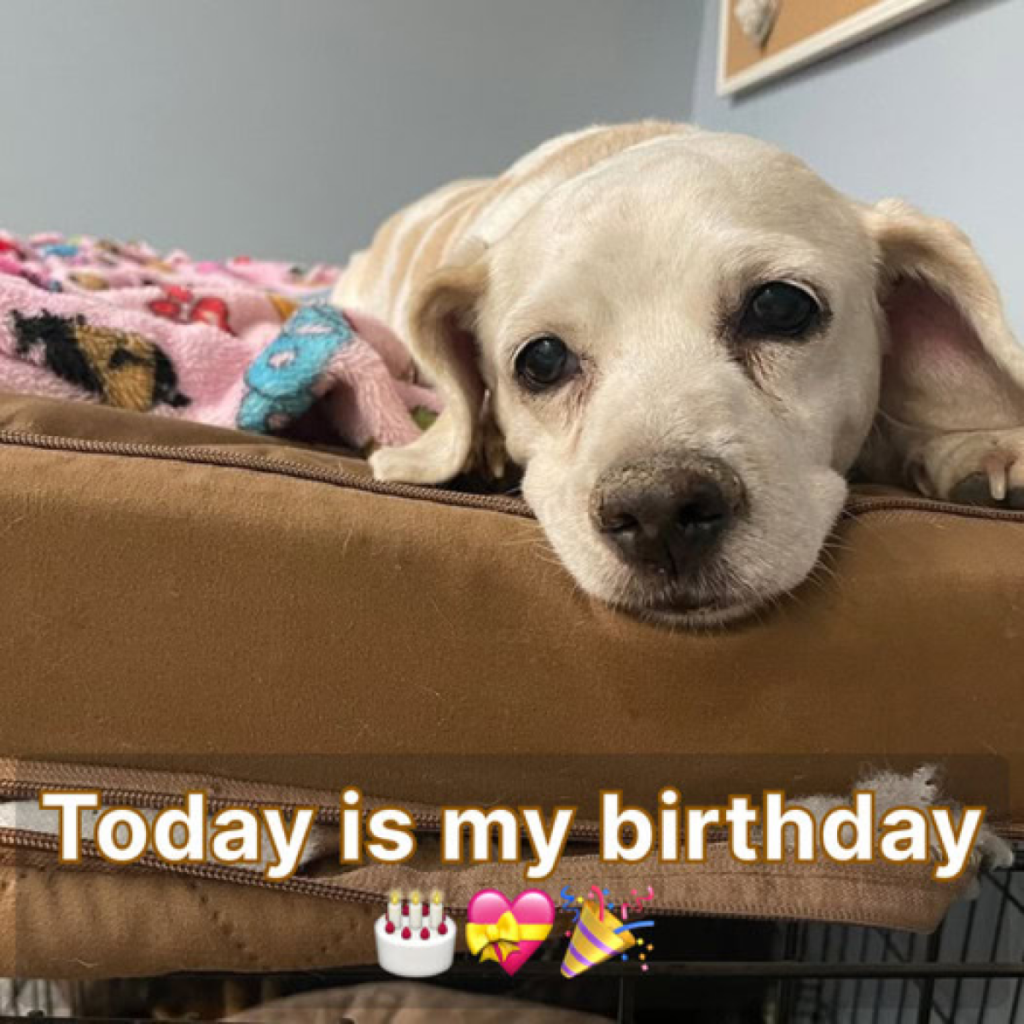 Today is my birthday 🎂🎈, I thought I would receive many birthday wishes but they said I wouldn't receive any wishes because I'm not beautiful, is that true?dvh