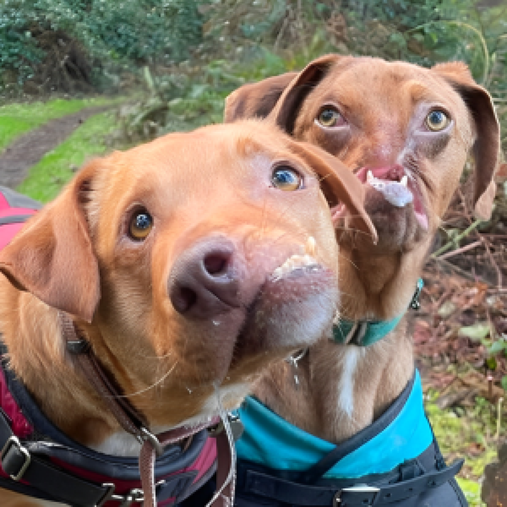 Two adorable dogs with severe facial deformities forge an unbreakable bond, becoming inseparable best friends-pvth