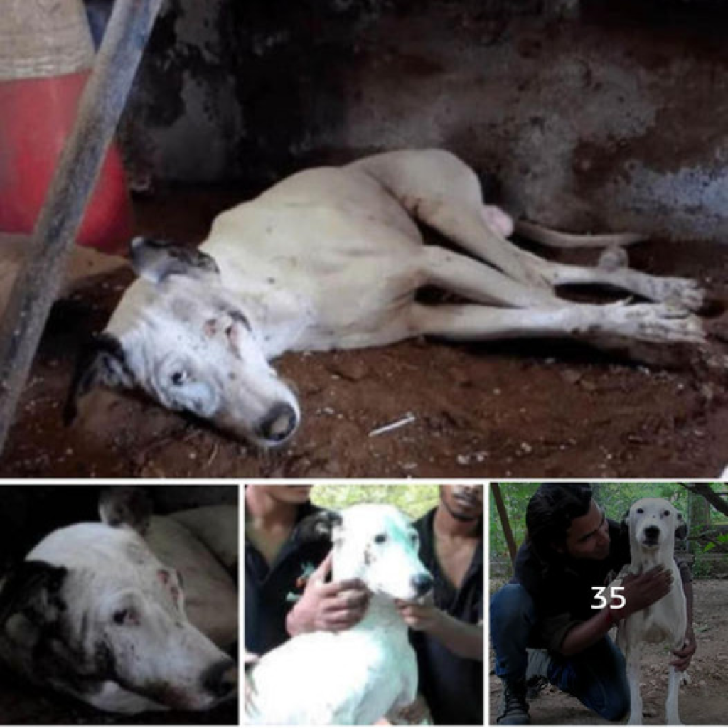 Un Perro Espera en Silencio en una Casa Abandonada—Hasta que un Acto de Bondad Cambia su Destino para Siempre. dtht