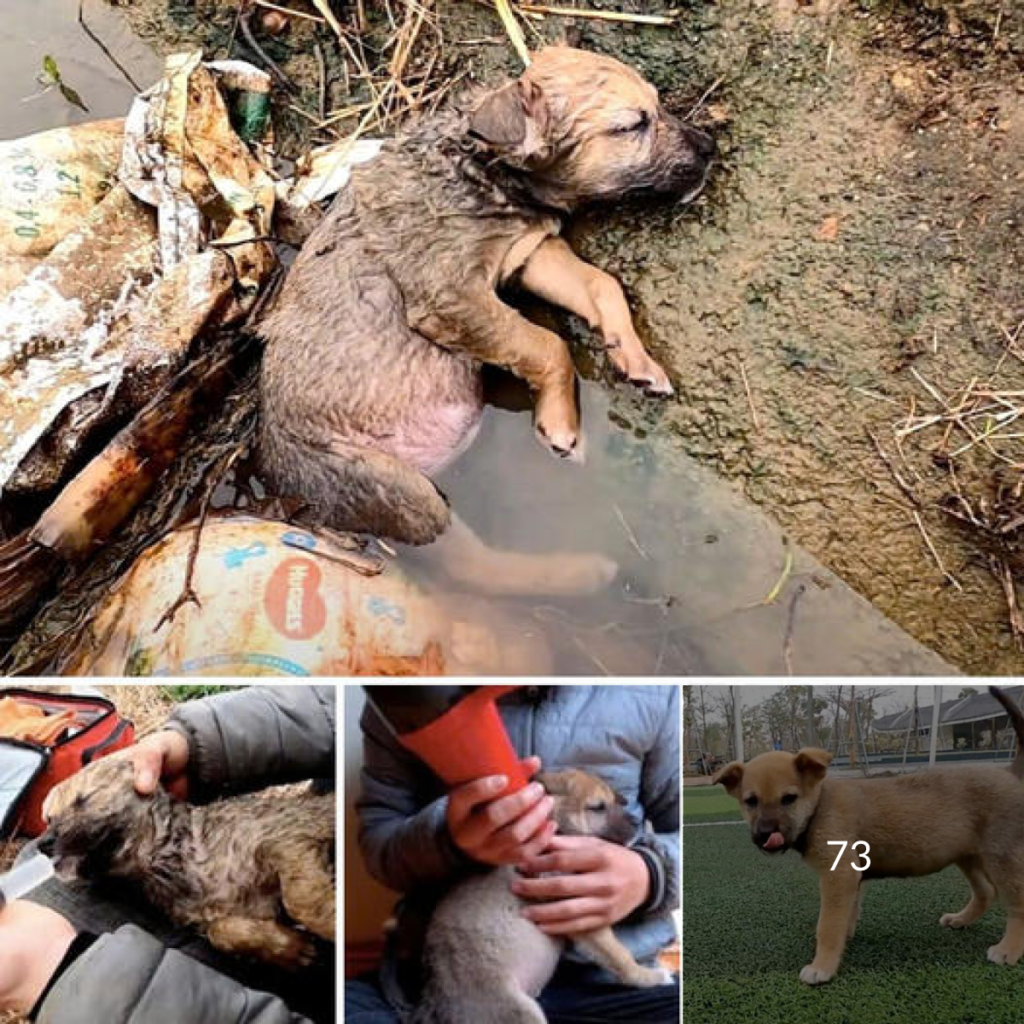 Un Viaje Desgarrador de Supervivencia: Pequeño Perro Hallado Inconsciente en una Alcantarilla, Aferrado a la Vida y la Esperanza-dtht