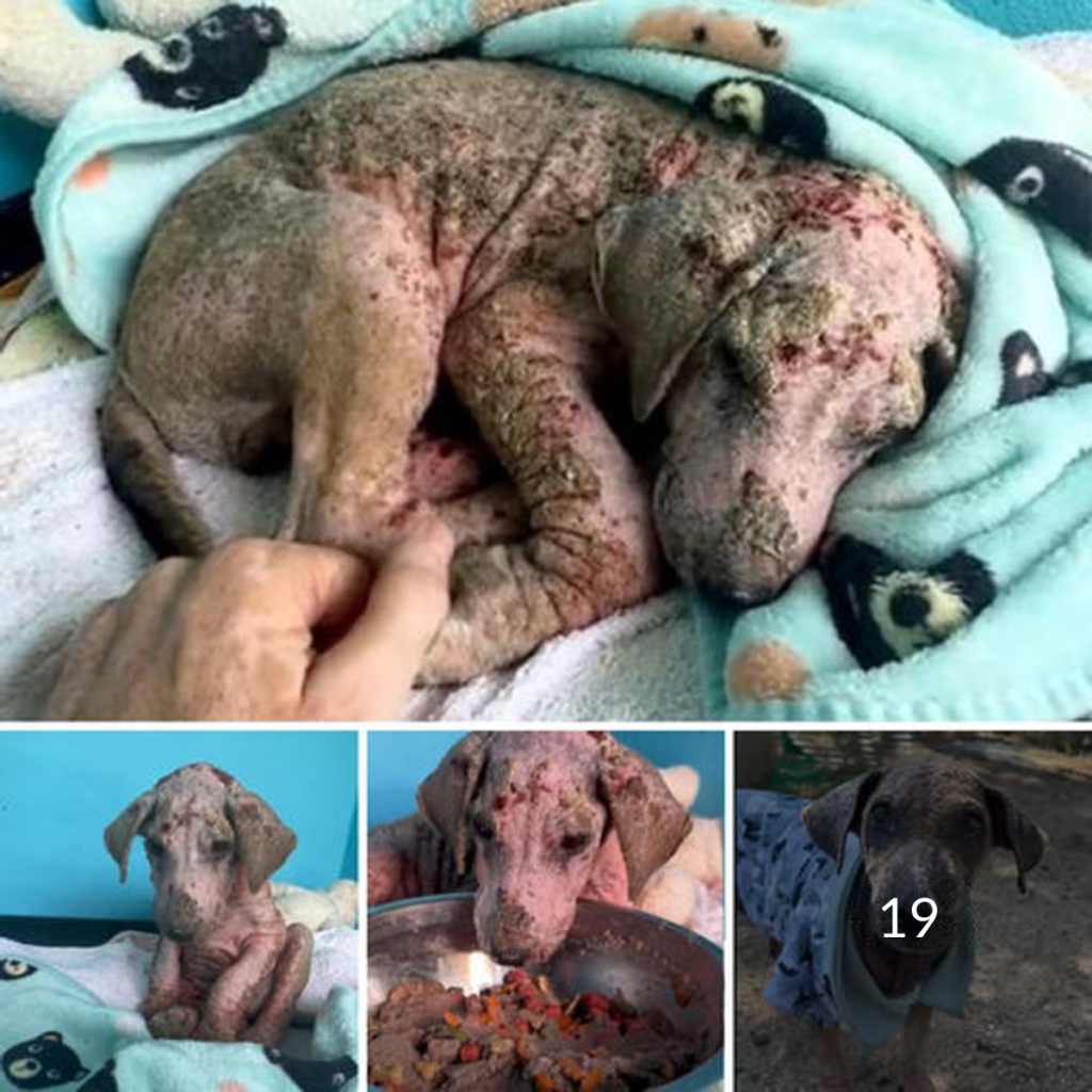 Un cachorro abandonado, descubierto en un estado desgarrador, ha sufrido una transformación asombrosa un año después. ¡Sé testigo de su extraordinario viaje desde la desesperación hasta la alegría!dvh