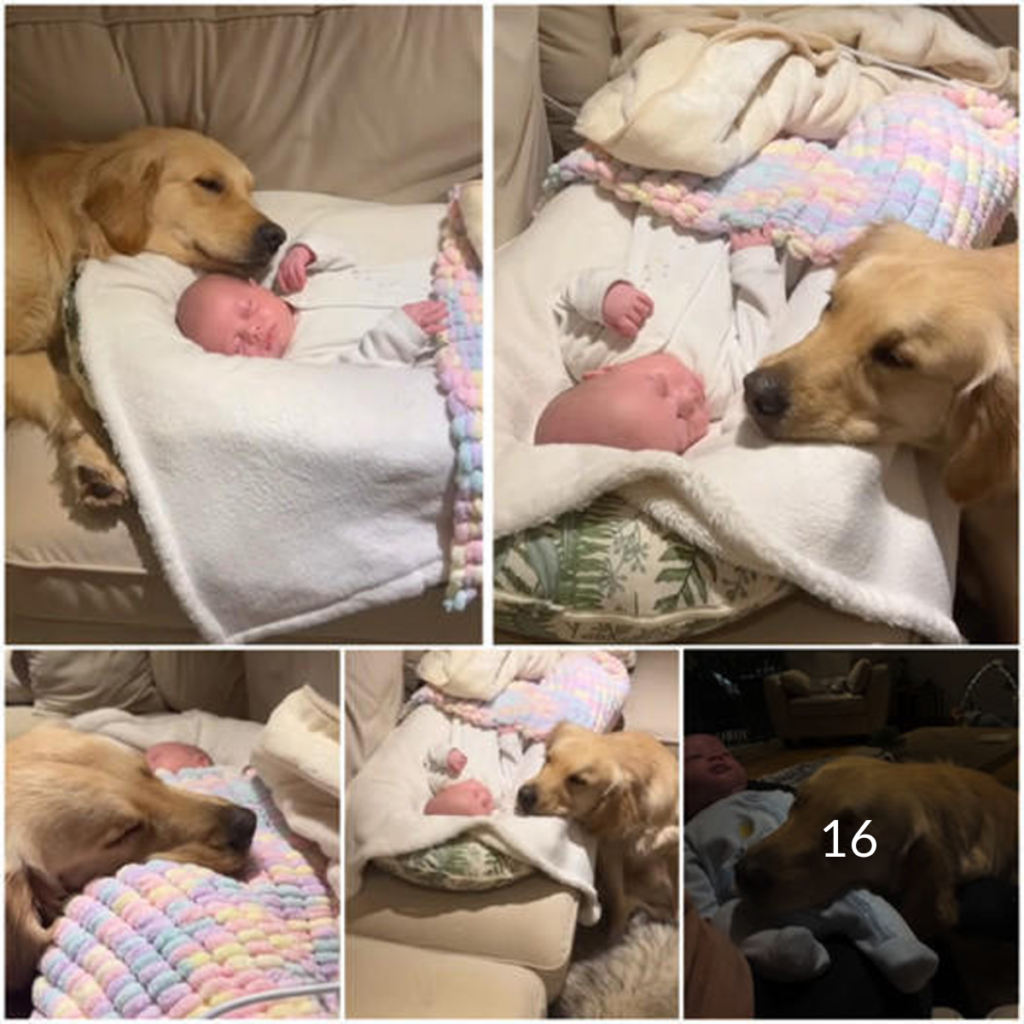 Un tierno golden retriever descubre una conexión instantánea con un recién nacido, forjando un vínculo inseparable que deja a todos asombrados.dvh