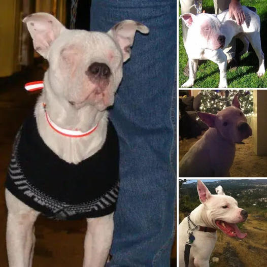 Una Cuenta Atrás Desgarradora: Las Últimas Horas de un Perro de Refugio Cambian Milagrosamente Gracias a la Súplica de un Rescatista. -dtht