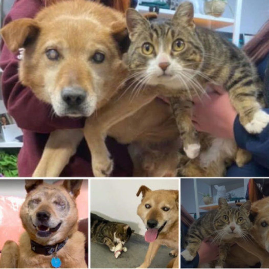 Unidos por el Amor: La Enternecedora Historia de un Perro Ciego y su Leal Gata Guía-dtht