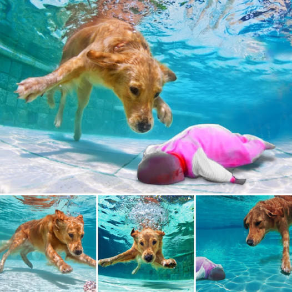 Widespread praise pours in as both the owner and online community celebrate the heroic dog for bravely rescuing a baby-pvth