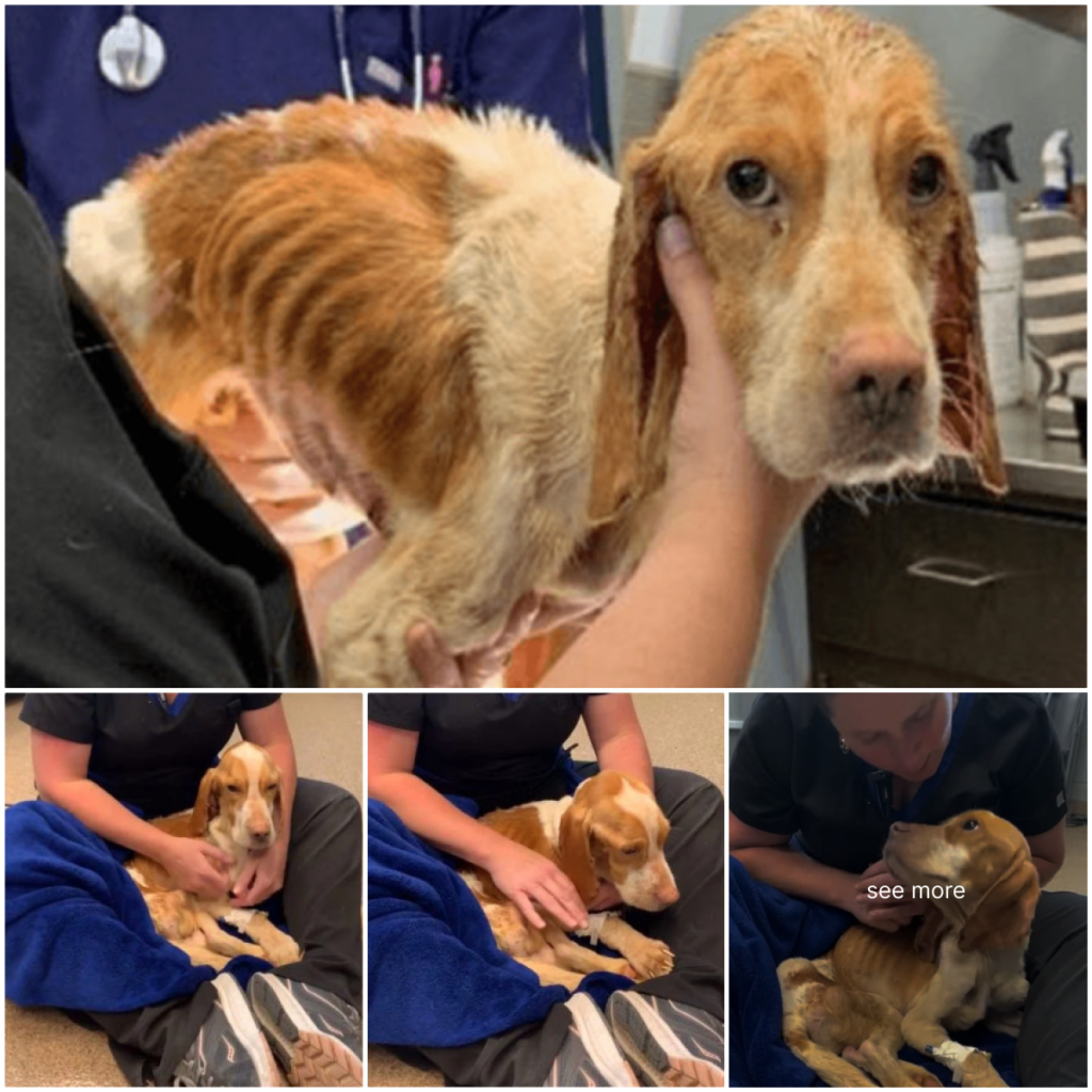 a frightened, emaciated dog abandoned in a cage, left to survive on its own-pvth