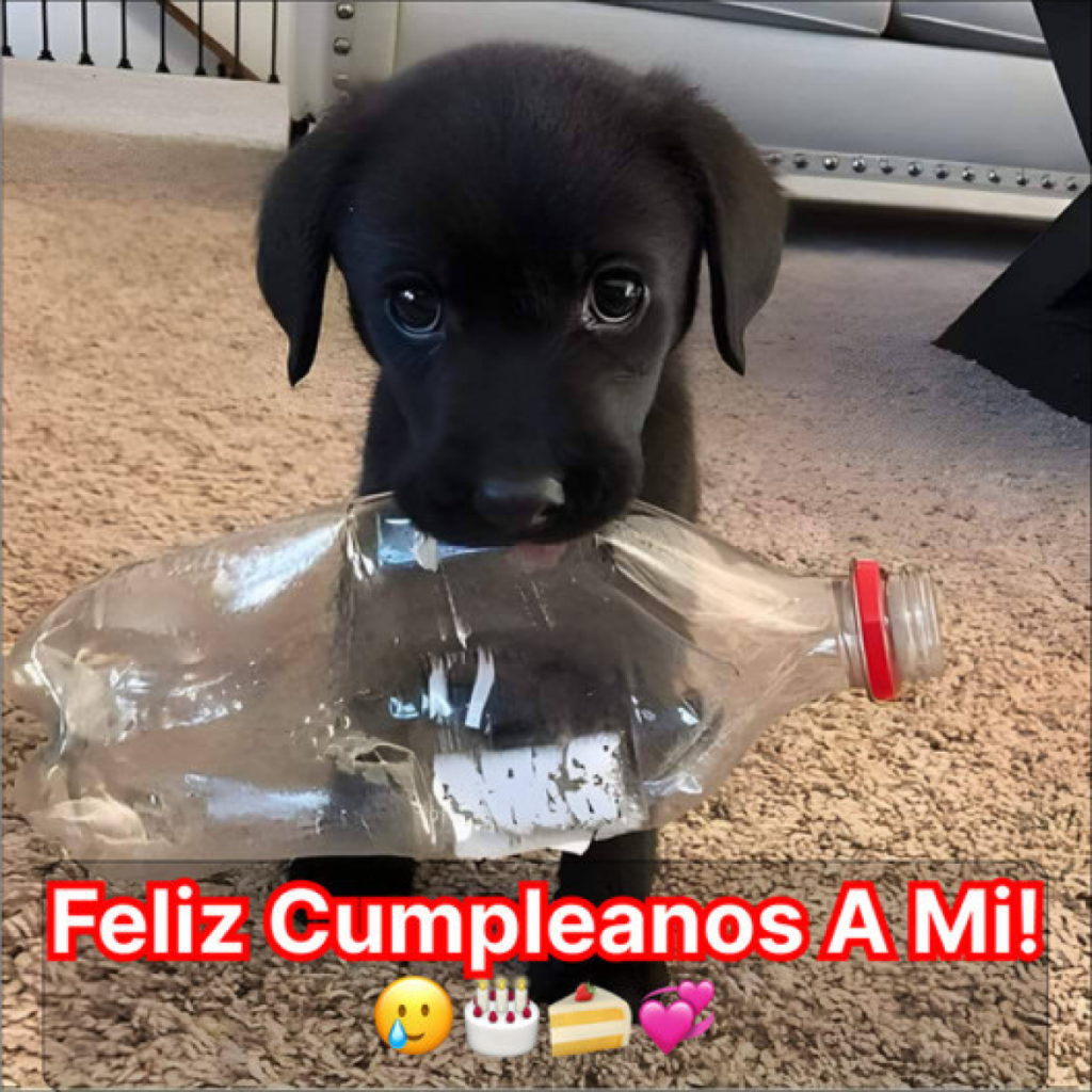 el deseo de cumpleaños de un perro callejero.dvh